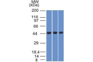 Western Blot of K562, HEK293 andA549 cell lysates Using Napsin A Mouse Monoclonal Antibody (NAPSA/1238).