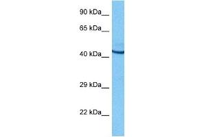 Host:  Rat  Target Name:  POU2F3  Sample Tissue:  Rat Brain  Antibody Dilution:  1ug/ml (POU2F3 anticorps  (N-Term))