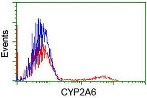 HEK293T cells transfected with either RC222995 overexpress plasmid (Red) or empty vector control plasmid (Blue) were immunostained by anti-CYP2A6 antibody (ABIN2455203), and then analyzed by flow cytometry. (CYP2A6 anticorps)