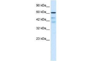 CDC25B antibody (70R-10484) used at 0. (CDC25B anticorps  (N-Term))