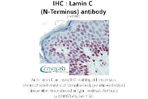Image no. 1 for anti-Lamin C (N-Term) antibody (ABIN1736346) (Lamin C anticorps  (N-Term))