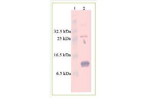 Western Blot analysis of recombinant Activin B. (INHBB Protein (His tag))