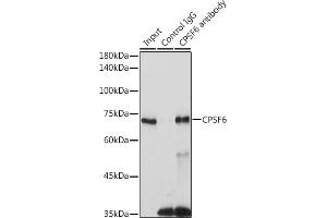 Immunoprecipitation analysis of 300 μg extracts of 293T cells using 3 μg CPSF6 antibody (ABIN6128924, ABIN6138974, ABIN6138975 and ABIN6221646).