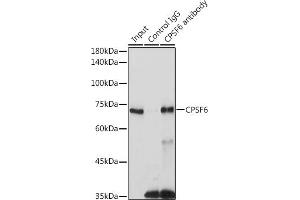 Immunoprecipitation analysis of 300 μg extracts of 293T cells using 3 μg CPSF6 antibody (ABIN6128924, ABIN6138974, ABIN6138975 and ABIN6221646). (CPSF6 anticorps)