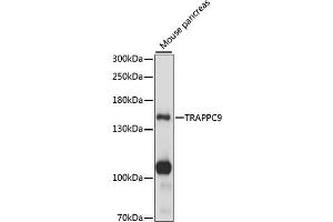 Western blot analysis of extracts of mouse pancreas, using TR antibody (ABIN7270873) at 1:1000 dilution. (TRAPPC9 anticorps  (AA 947-1246))