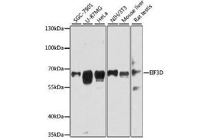 Western blot analysis of extracts of various cell lines, using EIF3D antibody. (EIF3D anticorps  (AA 1-240))