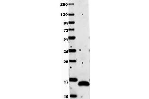 Anti-human VEGF-121 by western blot shows detection of recombinant Human VEGF-121 raised in E. (VEGF anticorps)