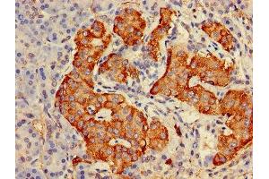 Immunohistochemistry of paraffin-embedded human pancreatic tissue using ABIN7153675 at dilution of 1:100 (Gastrin-Releasing Peptide anticorps  (AA 31-98))