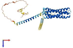 AlphaFold protein structure predicition of Human Recombinant SCAMP2 Protein, UniprotID O15127