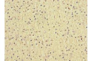 Immunohistochemistry of paraffin-embedded human adrenal gland tissue using ABIN7161622 at dilution of 1:100 (Nischarin anticorps  (AA 500-700))