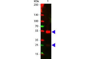 Goat IgG (H&L) Antibody CY5 Conjugated Pre-Adsorbed - Western Blot. (Âne anti-Chévre IgG Anticorps (Cy5) - Preadsorbed)