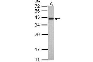WB Image Sample (30 ug of whole cell lysate) A: HeLa 10% SDS PAGE antibody diluted at 1:1000 (TPM2 anticorps)