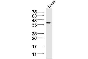 Mouse liver lysates probed with SIRT4 Polyclonal Antibody, unconjugated  at 1:300 overnight at 4°C followed by a conjugated secondary antibody at 1:10000 for 90 minutes at 37°C.