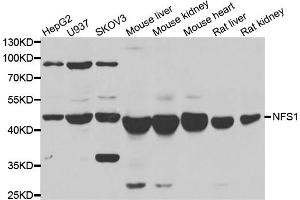 Western blot analysis of extracts of various cell lines, using NFS1 antibody (ABIN5974019) at 1/1000 dilution. (NFS1 anticorps)