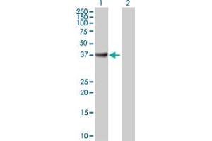 Western Blot analysis of ADA expression in transfected 293T cell line by ADA MaxPab polyclonal antibody.
