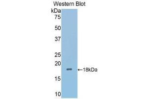 Western Blotting (WB) image for anti-Secreted Frizzled-Related Protein 4 (SFRP4) (AA 27-154) antibody (ABIN1176505) (SFRP4 anticorps  (AA 27-154))