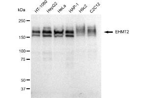 Western blotting analysis using EHMT2 antibody (ABIN7797609). (Recombinant EHMT2 anticorps)