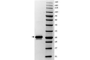 SDS-PAGE of Glutathione-S-Transferase (GST) Control Protein Lane 1: Glutathione-S-Transferase.