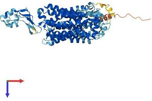 AlphaFold protein structure predicition of Mouse Recombinant Slc22a5 Protein, UniprotID Q9Z0E8