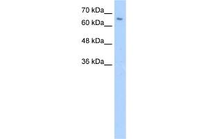 WB Suggested Anti-ZNF57 Antibody Titration:  5. (ZFP57 anticorps  (N-Term))