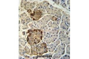 anti-Regenerating Islet Derived Protein 3 gamma (REG3g) antibody