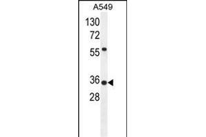 ANKRD58 Antibody (C-term) (ABIN655785 and ABIN2845218) western blot analysis in A549 cell line lysates (35 μg/lane). (ANKRD58 anticorps  (C-Term))