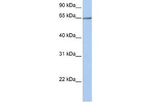 PCDHA4 antibody used at 1 ug/ml to detect target protein. (PCDHA4 anticorps  (N-Term))