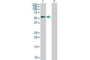 Western Blot analysis of CCNB1 expression in transfected 293T cell line by CCNB1 MaxPab polyclonal antibody.