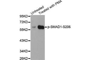 Western blot analysis of extracts from HeLa cells using Phospho-SMAD1-S206 antibody (ABIN2987857). (SMAD1 anticorps  (pSer206))