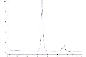 The purity of Human Siglec-9 is greater than 95 % as determined by SEC-HPLC.