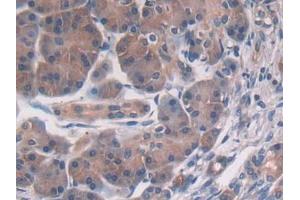 IHC-P analysis of Human Pancreas Tissue, with DAB staining. (PSMD2 anticorps  (AA 645-872))