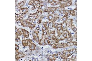Immunohistochemistry of paraffin-embedded human liver using COX6B1 Rabbit mAb (ABIN7266642) at dilution of 1:100 (40x lens).