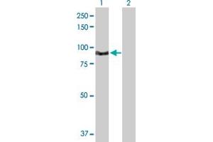 Western Blot analysis of TNNI3K expression in transfected 293T cell line by TNNI3K MaxPab polyclonal antibody.