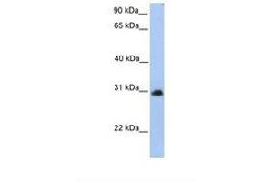 Image no. 1 for anti-Carbohydrate (N-Acetylgalactosamine 4-0) Sulfotransferase 14 (CHST14) (AA 231-280) antibody (ABIN6739235) (CHST14 anticorps  (AA 231-280))