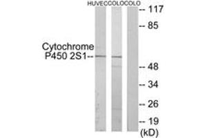 Western Blotting (WB) image for anti-Cytochrome P450, Family 2, Subfamily S, Polypeptide 1 (CYP2S1) (AA 181-230) antibody (ABIN2889949) (CYP2S1 anticorps  (AA 181-230))