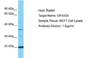 Host: Rabbit Target Name: OR10G9 Sample Type: MCF7 Whole Cell lysates Antibody Dilution: 1.