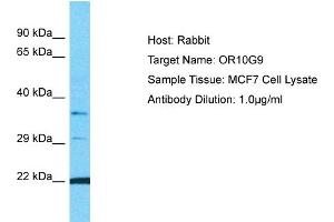 Host: Rabbit Target Name: OR10G9 Sample Type: MCF7 Whole Cell lysates Antibody Dilution: 1. (OR10G9 anticorps  (C-Term))