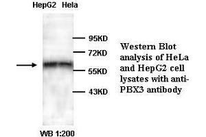Image no. 1 for anti-Pre-B-Cell Leukemia Transcription Factor 3 (PBX3) (C-Term) antibody (ABIN791004) (PBX3 anticorps  (C-Term))