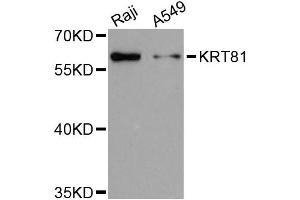 Western blot analysis of extracts of various cell lines, using KRT81 antibody (ABIN6292166) at 1:3000 dilution. (KRT81 anticorps)