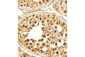 Immunohistochemical staining of formalin-fixed and paraffin-embedded human testis section reacted with PSMA5 monoclonal antibody  at 1:25 dilution. (PSMA5 anticorps)
