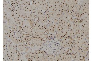 ABIN6278771 at 1/100 staining Rat kidney tissue by IHC-P. (GTF2H4 anticorps  (Internal Region))