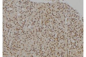 ABIN6277189 at 1/100 staining Rat kidney tissue by IHC-P. (UHRF2 anticorps  (Internal Region))