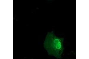 Immunofluorescence (IF) image for anti-E3 SUMO-Protein Ligase NSE2 (NSMCE2) antibody (ABIN1499528) (NSMCE2 anticorps)