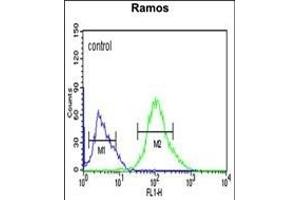 FCRL4 Antibody (C-term) (ABIN653804 and ABIN2843081) flow cytometric analysis of Ramos cells (right histogram) compared to a negative control cell (left histogram).