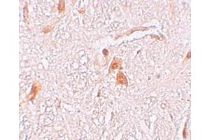 Immunohistochemistry (IHC) image for anti-Shisa Homolog 9 (Shisa9) (Middle Region) antibody (ABIN1031091) (Shisa9 anticorps  (Middle Region))