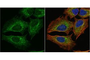 ICC/IF Image PGD antibody [N1N3] detects PGD protein at cytoplasm by immunofluorescent analysis. (PGD anticorps)