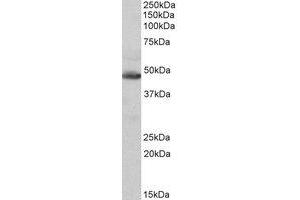 Western Blotting (WB) image for anti-Isocitrate Dehydrogenase 2 (NADP+), Mitochondrial (IDH2) (AA 418-429) antibody (ABIN1496056) (IDH2 anticorps  (AA 418-429))