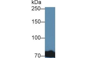 Detection of TF in Bovine Serum using Polyclonal Antibody to Transferrin (TF)