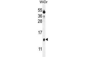 BEX1 Antibody (Center) western blot analysis in WiDr cell line lysates (35µg/lane). (BEX1 anticorps  (Middle Region))