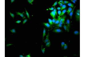 Immunofluorescence staining of Hela cells with ABIN7158247 at 1:66, counter-stained with DAPI. (SERPINB1 anticorps  (AA 1-379))